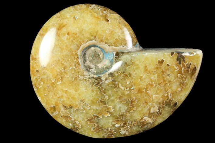 Polished, Agatized Ammonite (Cleoniceras) - Madagascar #119014